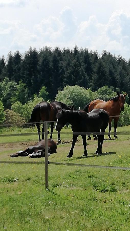 Chambre D'Hote Equestre Au Petit Bonheur Chateldon Exterior foto